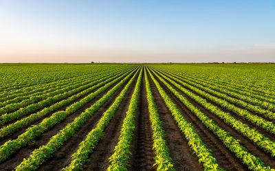 Cultivating Wealth via Specialty Farmland
