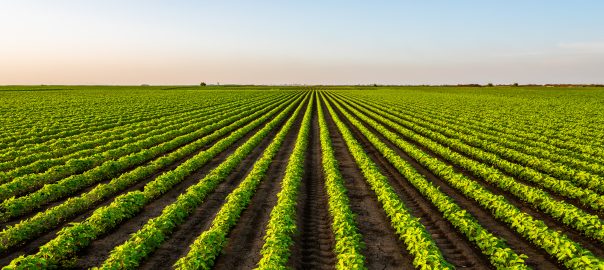 Cultivating Wealth via Specialty Farmland