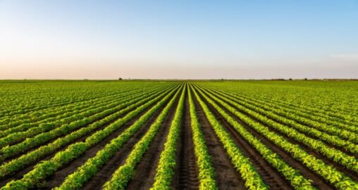 Cultivating Wealth via Specialty Farmland