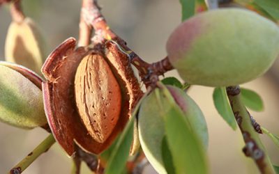 Gold Leaf Farming Expands Investment Opportunities with Structural Change