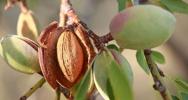 Gold Leaf Farming Expands Investment Opportunities with Structural Change