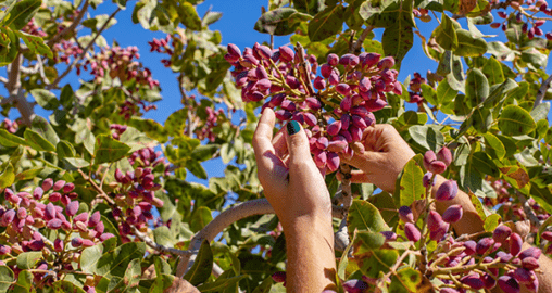 Almonds and Pistachios: Great Snacks but Better Investments